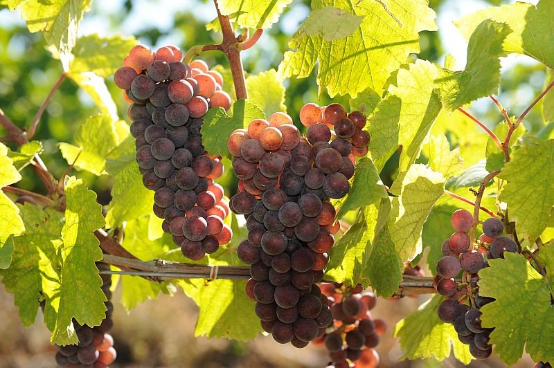 Zámecké sklepy Strážnice