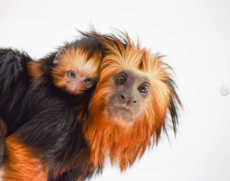 Zoopark Na Hrádečku