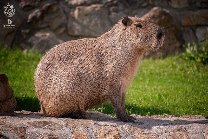 Zoopark Na Hrádečku